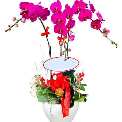 Potted Purple Orchid 03 Branches Vietnam