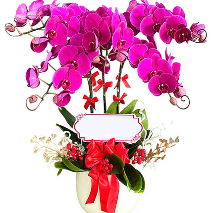 Potted Purple Orchid 05 Branches Vietnam