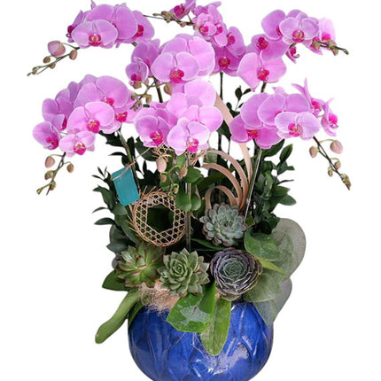 Potted Purple Orchid 07 Branches Vietnam