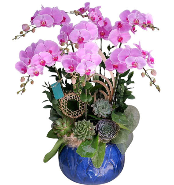 Potted Purple Orchid 07 Branches Vietnam