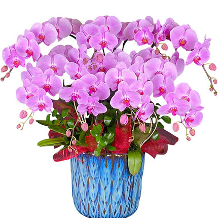 Potted Purple Orchid 08 Branches Vietnam
