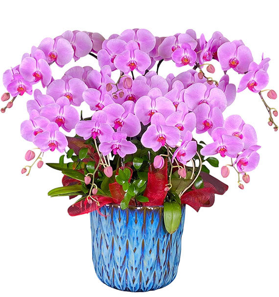 Potted Purple Orchid 08 Branches Vietnam