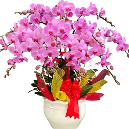 Potted Purple Orchid 12 Branches Vietnam