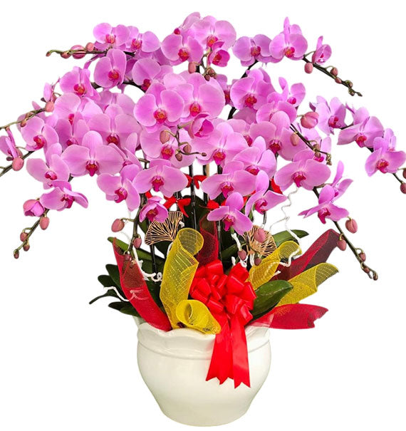 Potted Purple Orchid 12 Branches Vietnam