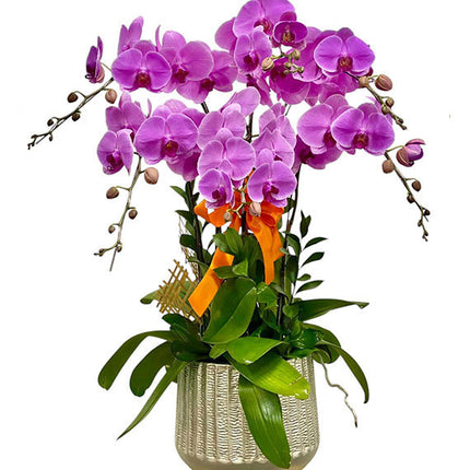 Potted Purple Orchid Vietnam