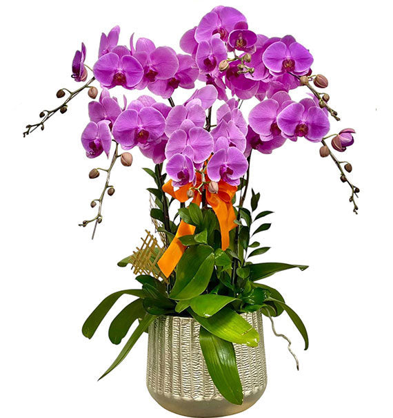 Potted Purple Orchid Vietnam