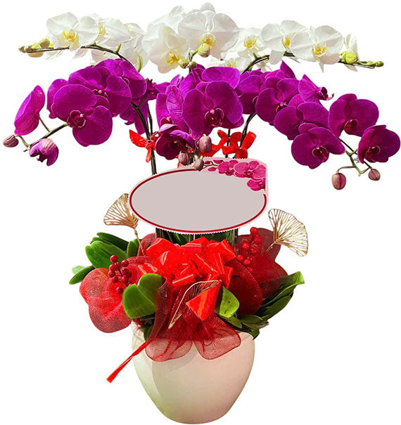 Potted White and Purple Orchid 06 Branches Vietnam