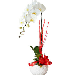 Potted White Orchid 01 Branch Vietnam