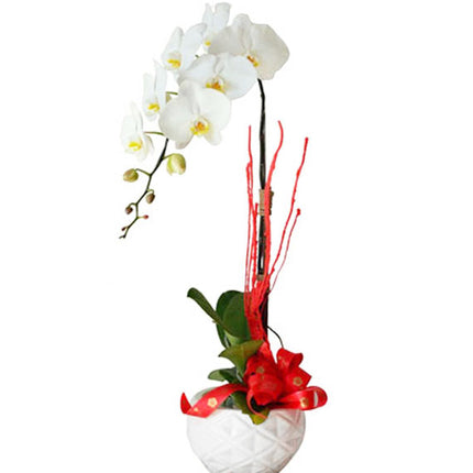 Potted White Orchid 01 Branch Vietnam
