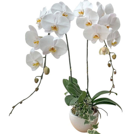 Potted White Orchid 02 Branches Vietnam