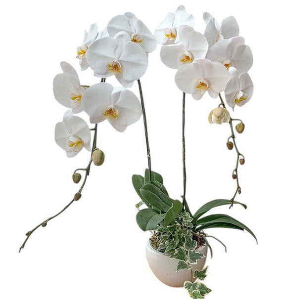 Potted White Orchid 02 Branches Vietnam