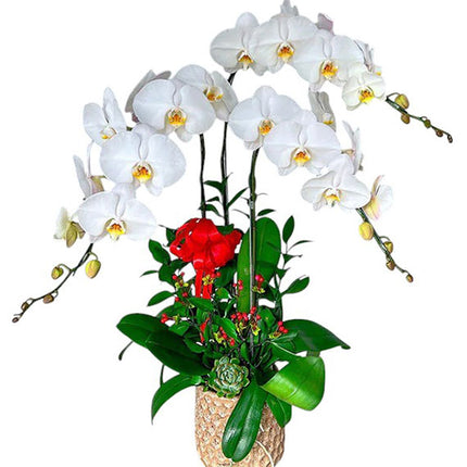 Potted White Orchid 03 Branches Vietnam