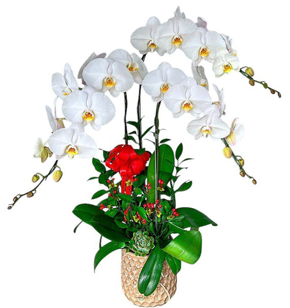 Potted White Orchid 03 Branches Vietnam