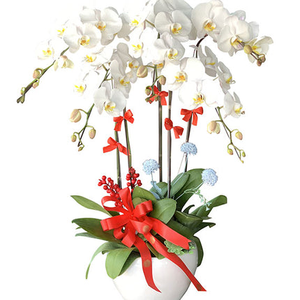 Potted White Orchid 05 Branches Vietnam