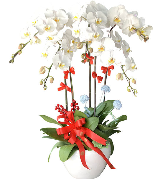Potted White Orchid 05 Branches Vietnam