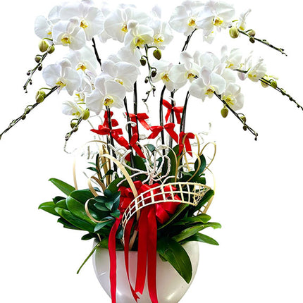 Potted White Orchid 07 Branches Vietnam