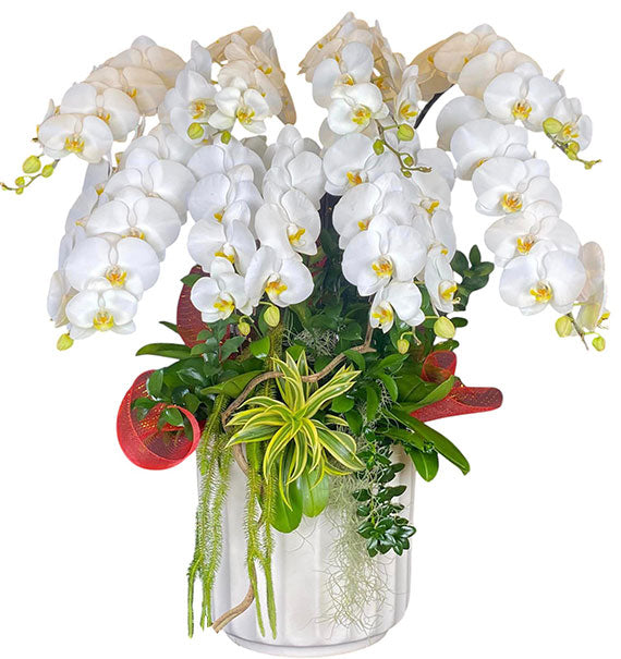 Potted White Orchid 08 Branches Vietnam