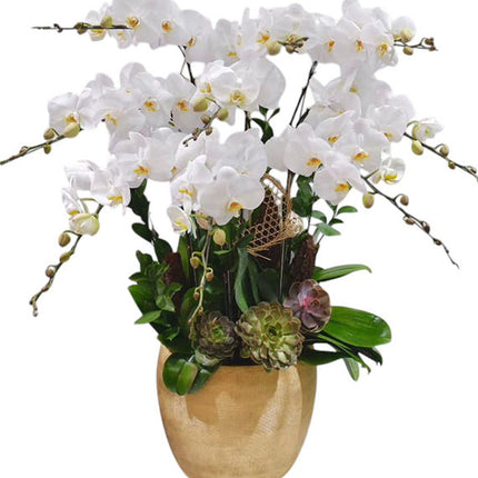 Potted White Orchid 10 Branches Vietnam