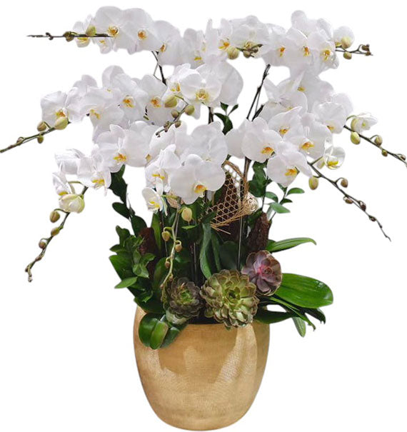 Potted White Orchid 10 Branches Vietnam