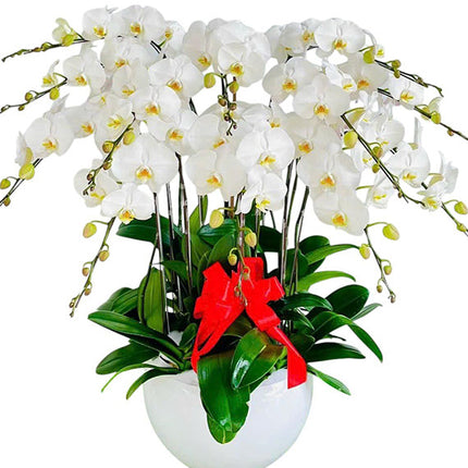Potted White Orchid 12 Branches Vietnam