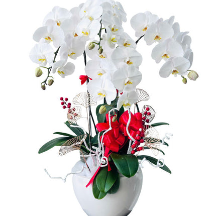 Potted White Orchid Vietnam