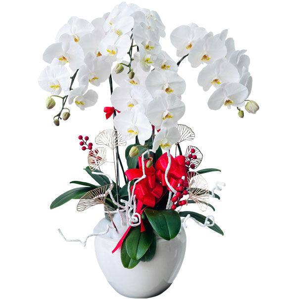 Potted White Orchid Vietnam