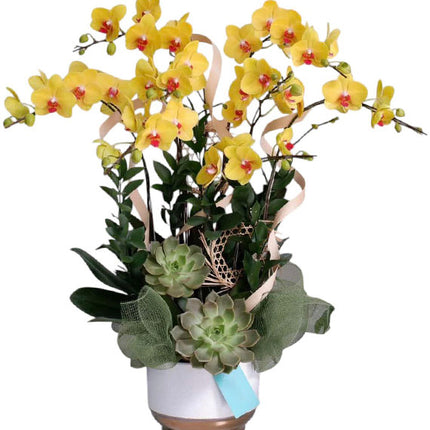 Potted Yellow Orchid 08 Branches Vietnam