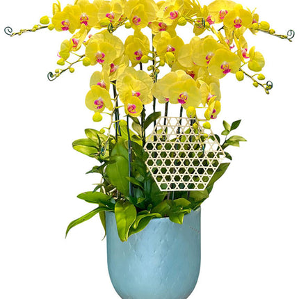 Potted Yellow Orchid 10 Branches Vietnam
