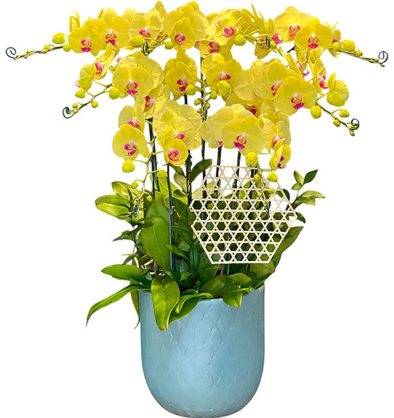 Potted Yellow Orchid 10 Branches Vietnam