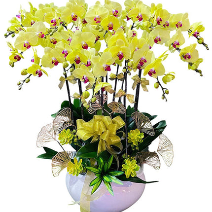 Potted Yellow Orchid 12 Branches Vietnam
