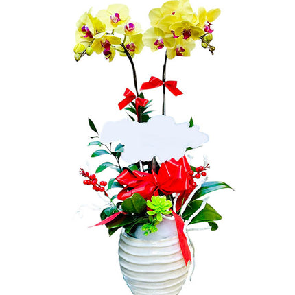 Potted Yellow Orchid For Mom Vietnam