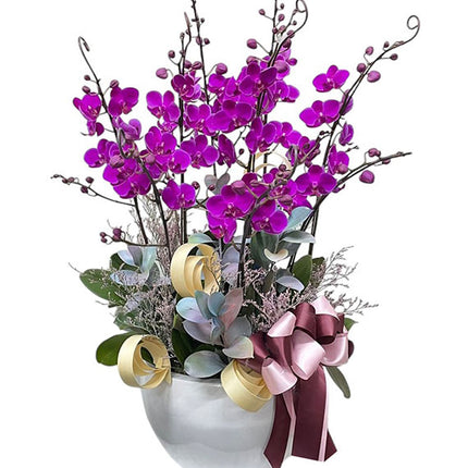 Purple Mini Moth Orchid Pot Tet Vietnam