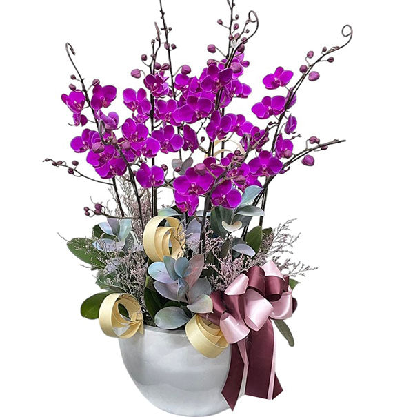 Purple Mini Moth Orchid Pot Tet Vietnam