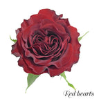 12 stems / Red Hearts