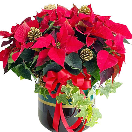 Red Poinsettia Xmas Vietnam