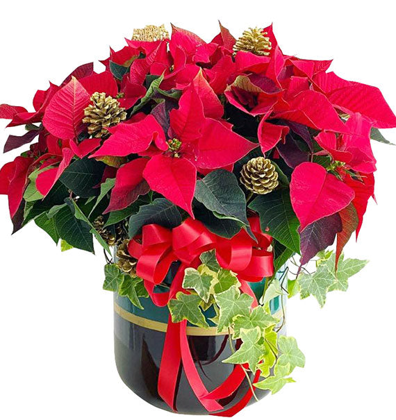 Red Poinsettia Xmas Vietnam