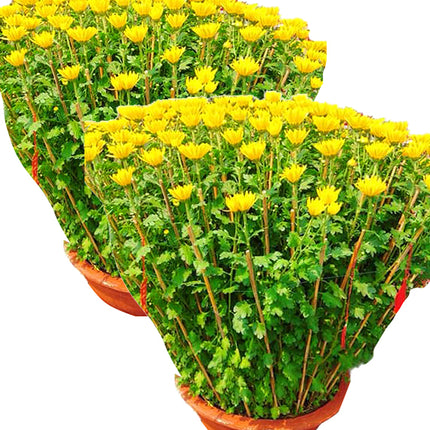 Tet Double Potted Yellow Chrysanthemum Vietnam