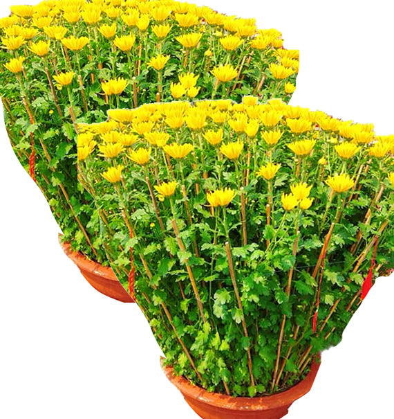 Tet Double Potted Yellow Chrysanthemum Vietnam