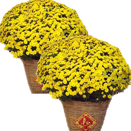 Tet Double Potted Yellow Mums Vietnam
