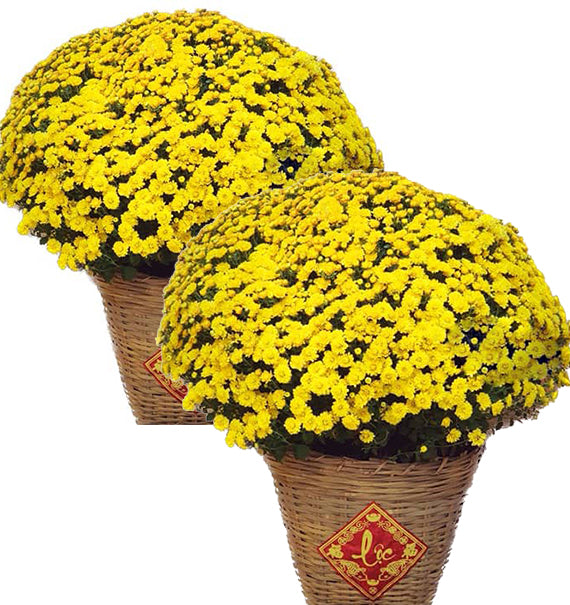 Tet Double Potted Yellow Mums Vietnam