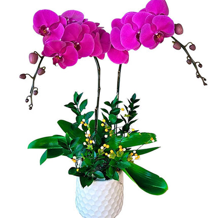 Tet Double Purple Orchid Pot Vietnam