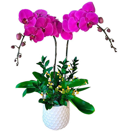Tet Double Purple Orchid Pot