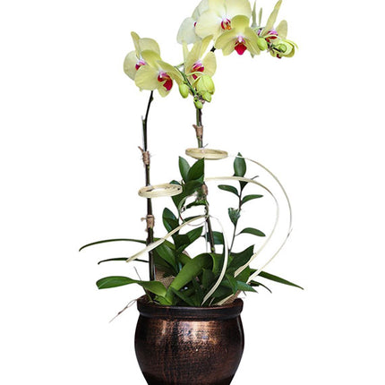 Tet Double Yellow Orchid Pot Vietnam