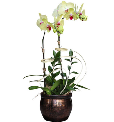 Tet Double Yellow Orchid Pot
