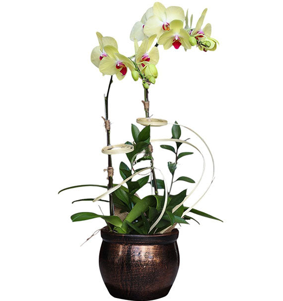 Tet Double Yellow Orchid Pot Vietnam