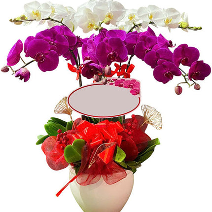 Tet Orchid of Abundance Vietnam