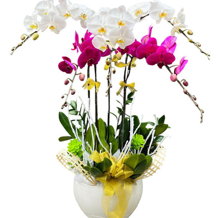 Tet Prosperity Orchid Pot Vietnam