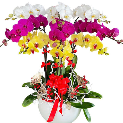 Tet Radiant Orchid Wishes Vietnam