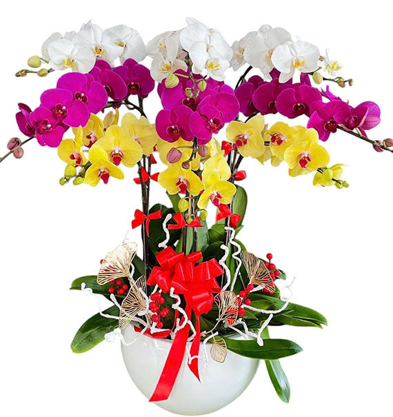 Tet Radiant Orchid Wishes Vietnam