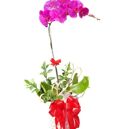 Tet Single Purple Orchid Pot Vietnam